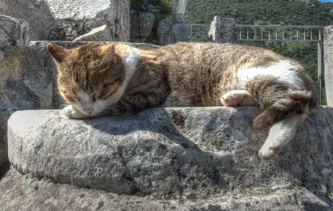 Complete Guide to Ephesus Antique City and its Remains